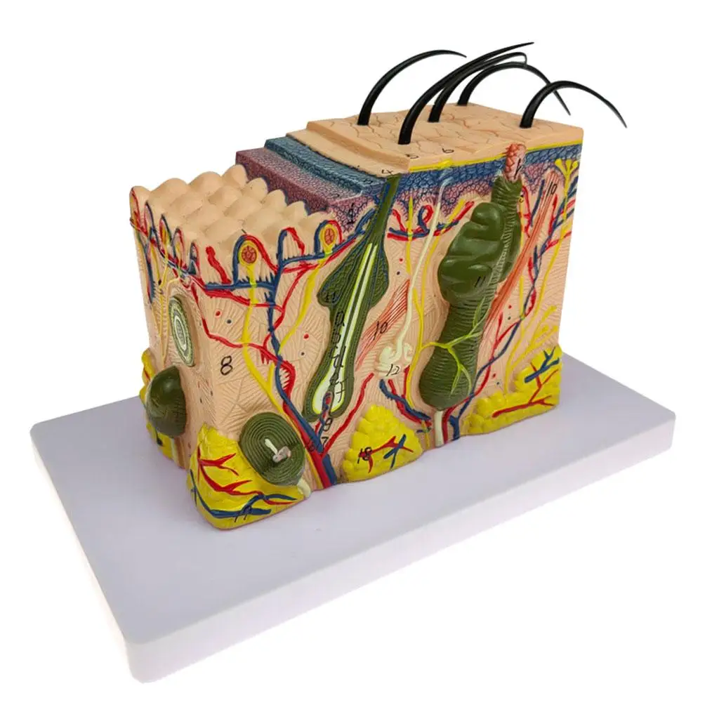 

1pc Skin Structure Model 35X Enlarged for Classroom Display Teaching Aids