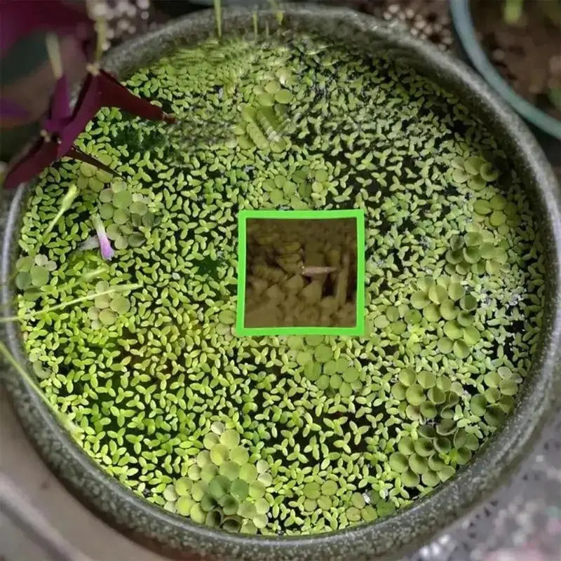 5/10pcs Aquarium Floating Plant Rings Fish Feeding Rings Floating Grass Blocking Rings for Fish Tank Aquarium Pond Accessories