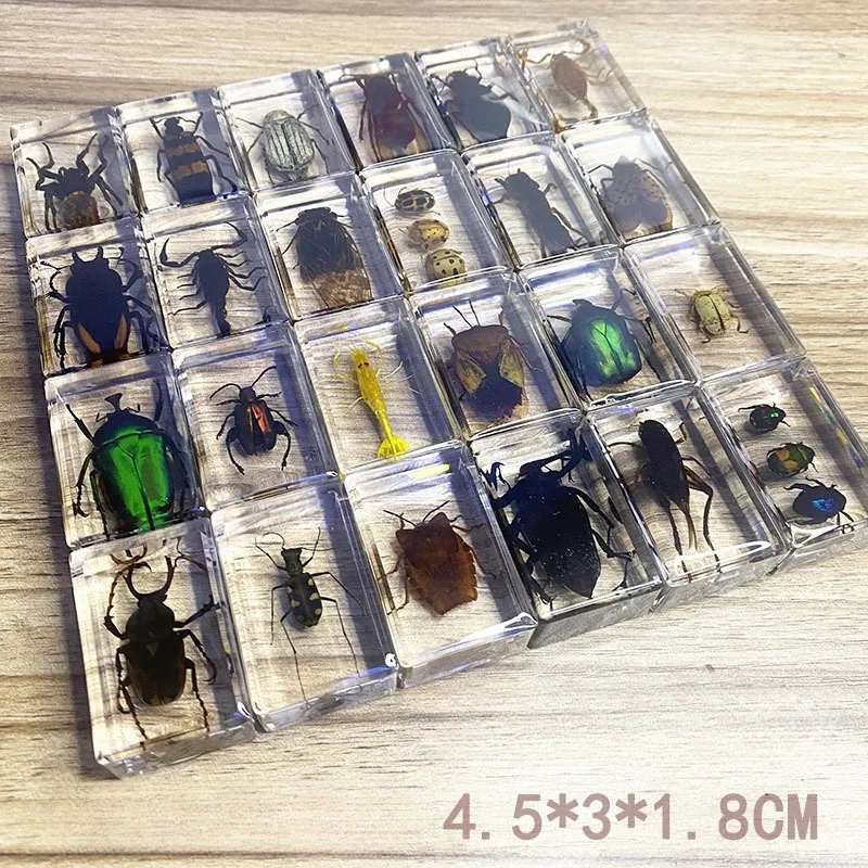 Real Insects Taxidermia Transparent Resin Bugs Creative Tarantula Ornament Kids Educational Science Specimens Observation Toy