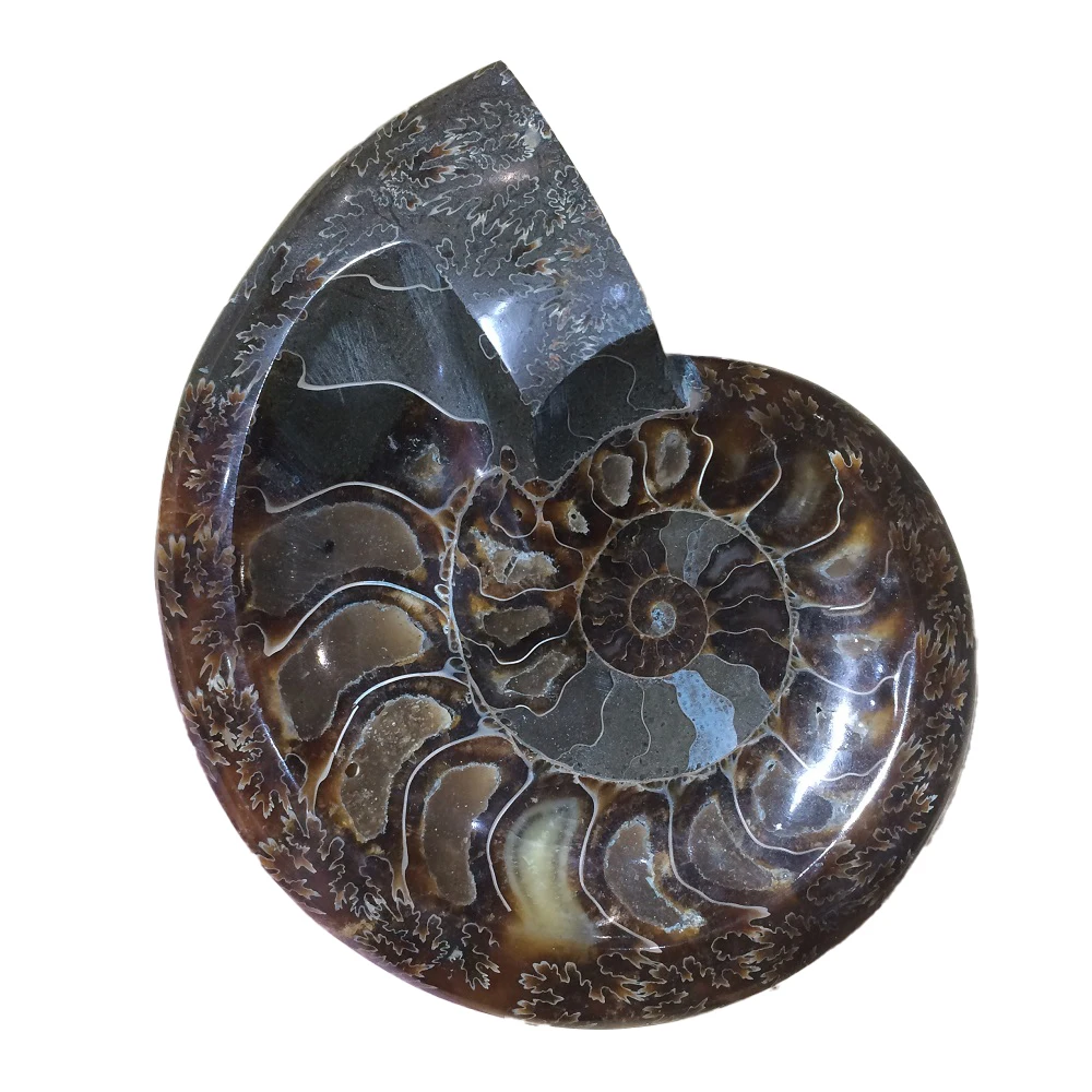

Big Size! The Ammonite Fossils Tobacco Jar Minerals Specimen Morocco Ocean Animal Snail Conch Ashtray For Smokers