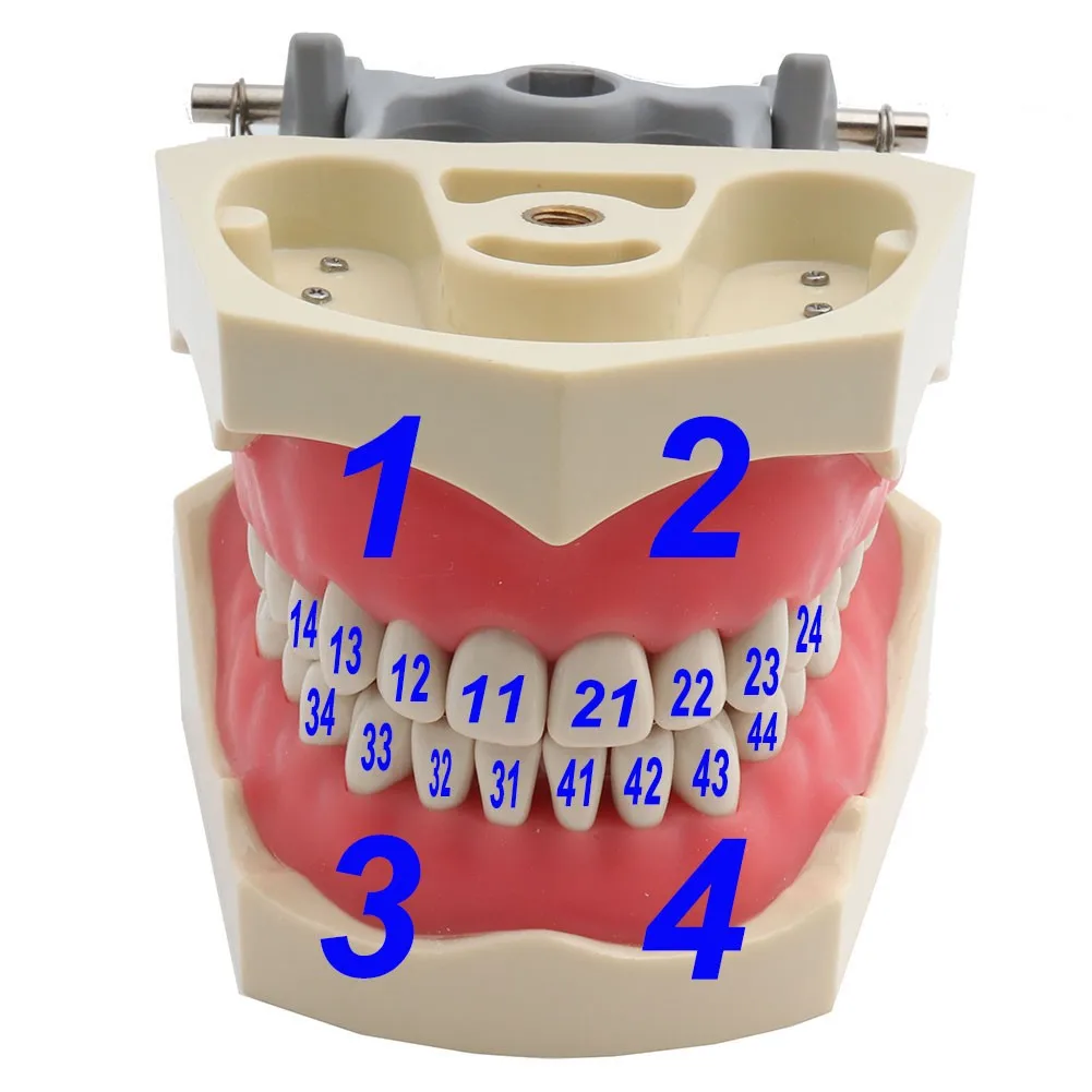 Dental Model Teeth Model ADC Type Dental Teaching Model Demonstration Tooth Model Removable 32 pcs Teeth Available