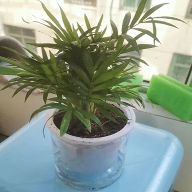 Ön Öntözés Ültetvényes Edények Mini Virágpot Beltéri Zamatos Növényi Edény Hal Tartály Otthoni Asztali Virág Bonsai Dekoráció - Image 3
