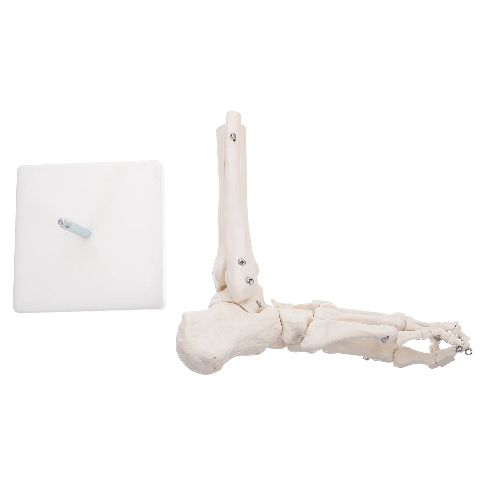 

Human Foot Joint Anatomical Model Ankle Joint Model Teaching Model without Ligament