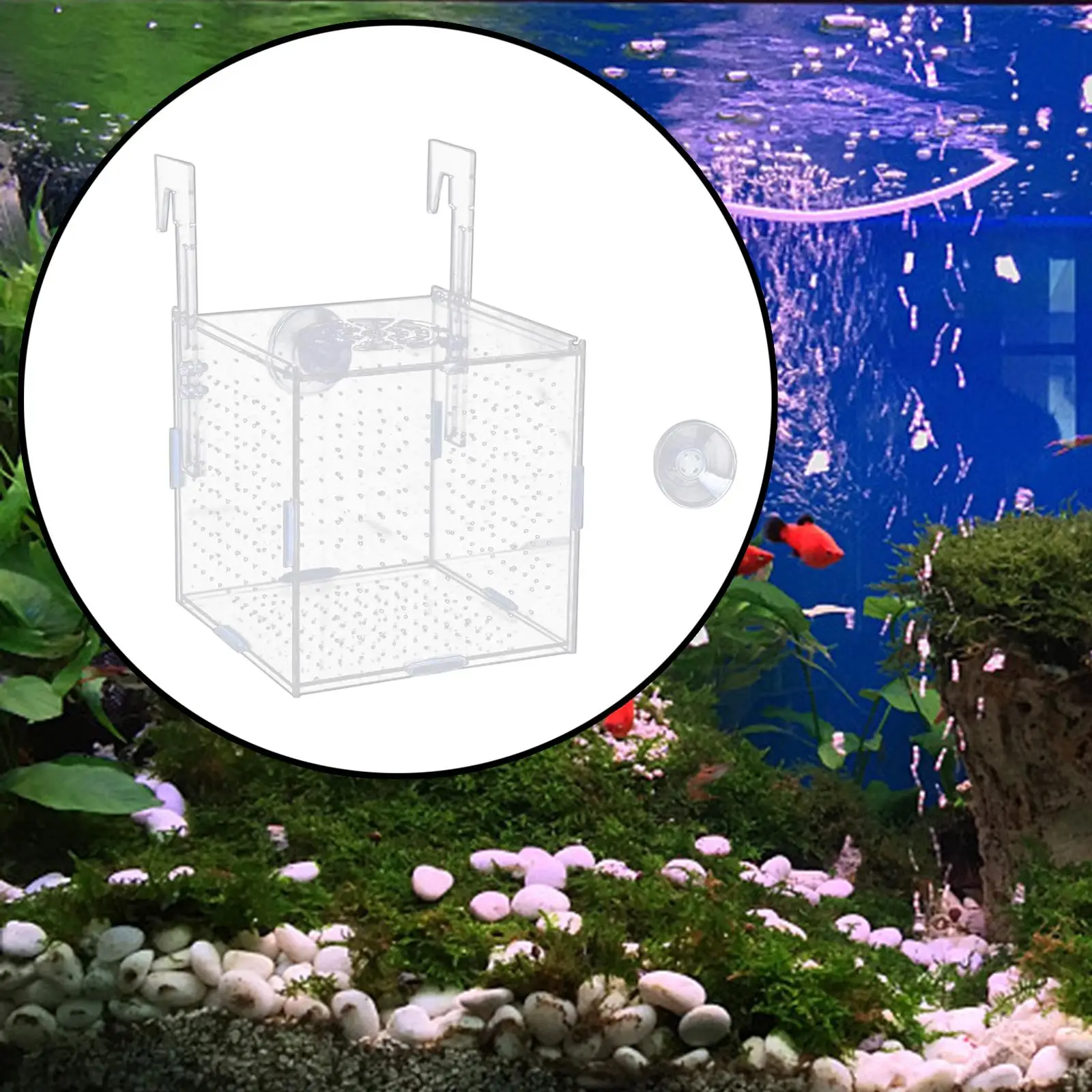 Aquarium Isolation Box Fish Breeding Holder