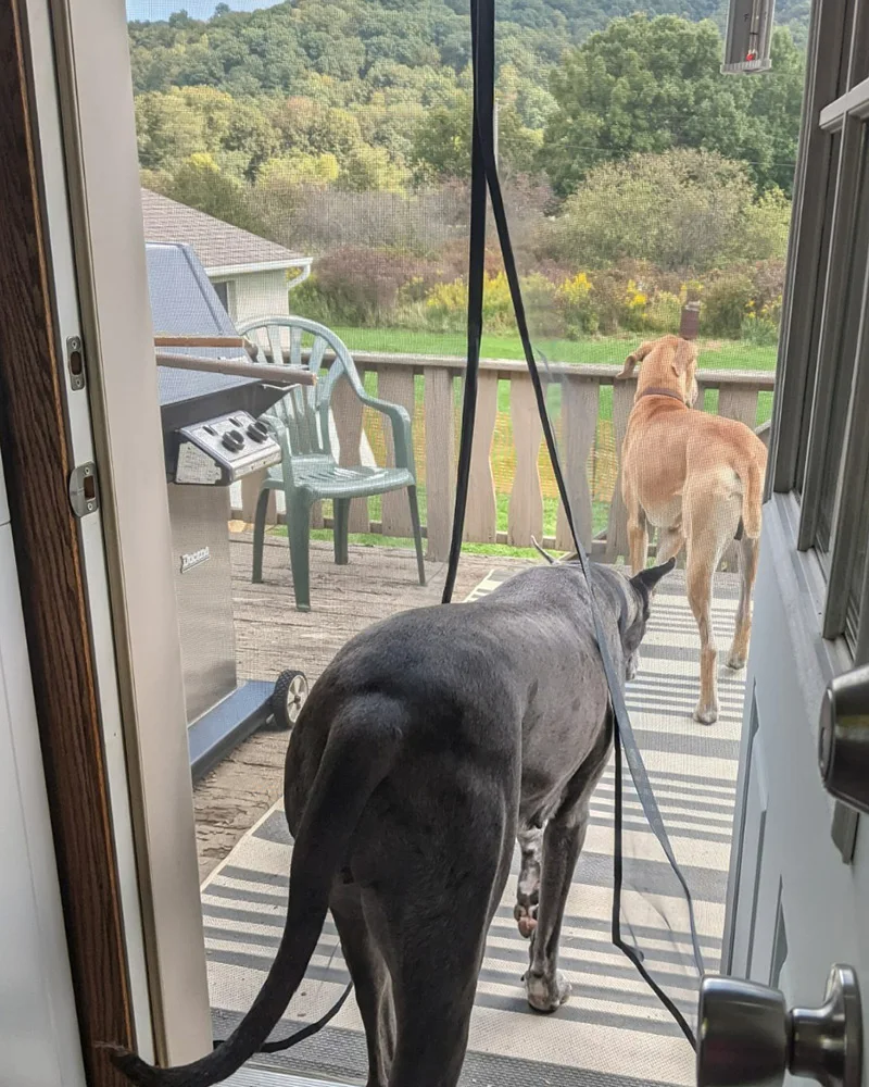 Schermo magnetico per porta Zanzariera per insetti Tenda per insetti volanti neri Chiusura automatica Maglia invisibile per cucina soggiorno interno 2