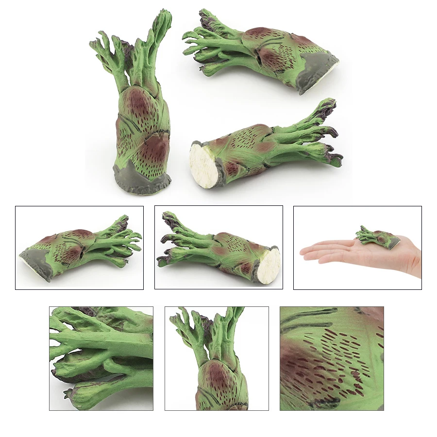 Realistische Gemüsemodellfiguren Kohl, Karotte, Zwiebel, Spinat, Mais, Butterbur, Sojabohnen, pädagogisches kognitives Lernspielzeug – Detail 18