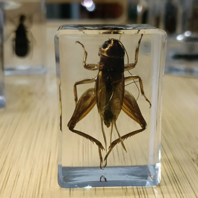 27 Kinds Hand Made Gutta Percha Resin Insect Transparent Amber Insect Specimens Home Decoration Small Ornaments 