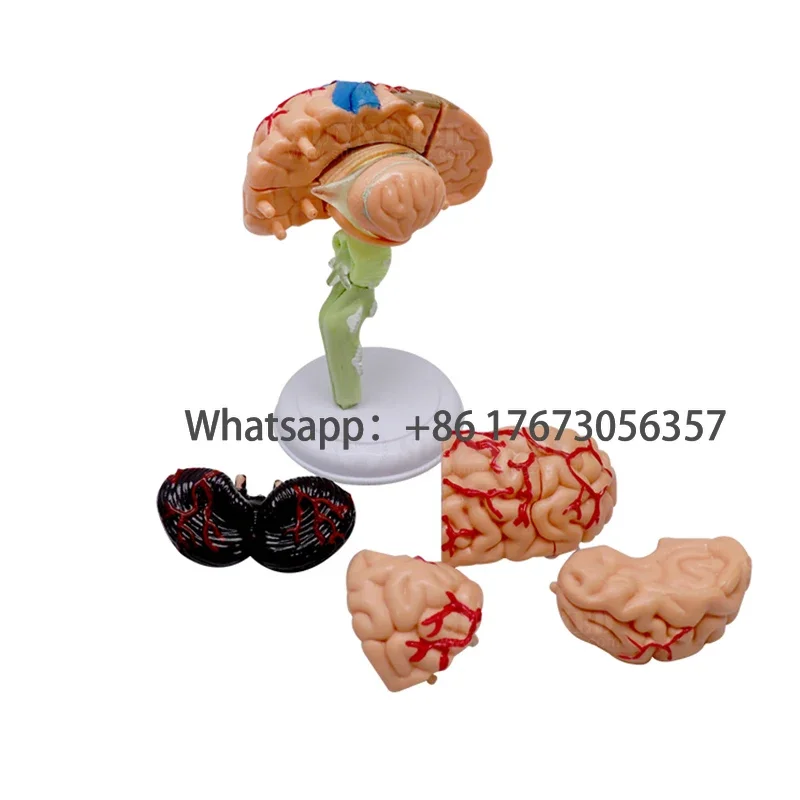 

SY-N012 Cerebellum Skull Medical Human Model Detachable Human Brain Model Brain Model Skull Anatomy Brain Stem