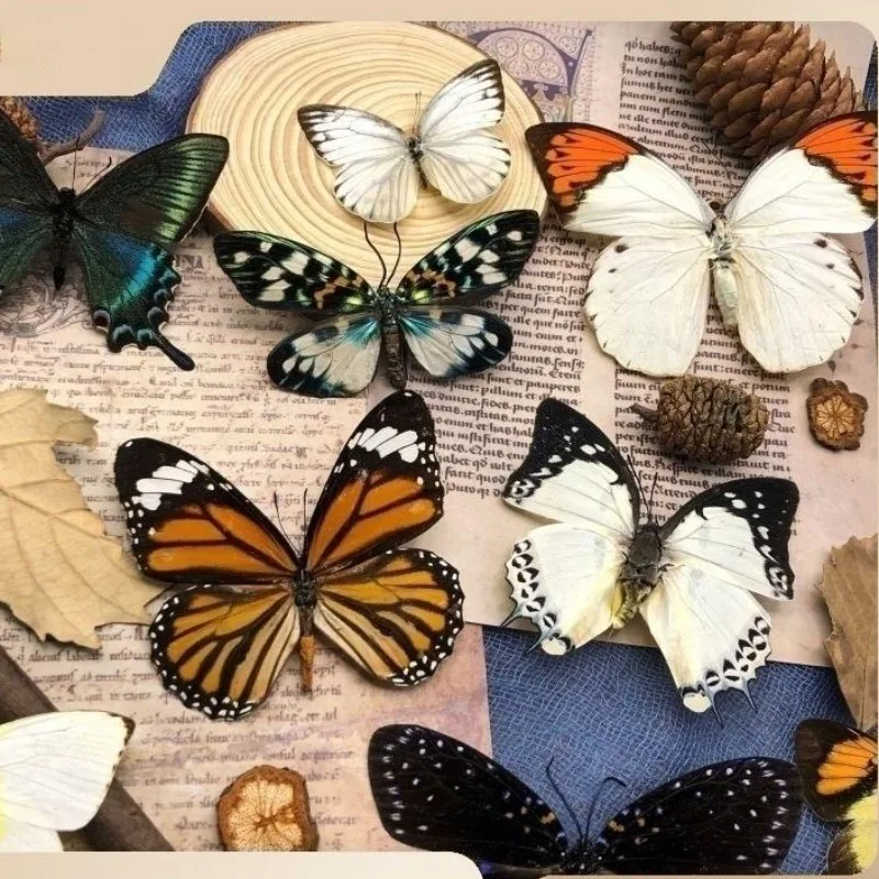 Real Butterfly Specimen Insect Student Teaching Science Exhibition Statues for Decoration Diy Carfs Home Decor 2