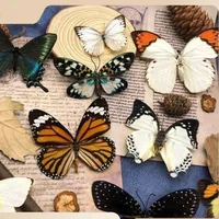 Real Butterfly Specimen Insect Student Teaching Science Exhibition Statues for Decoration Diy Carfs Home Decor 2