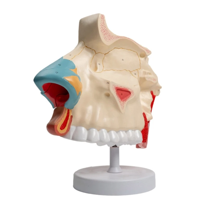 

Anatomical Nasal Cavity Model Human Nasal Cavity Anatomy Model Medical Teaching Aids for Medical Lecture Report