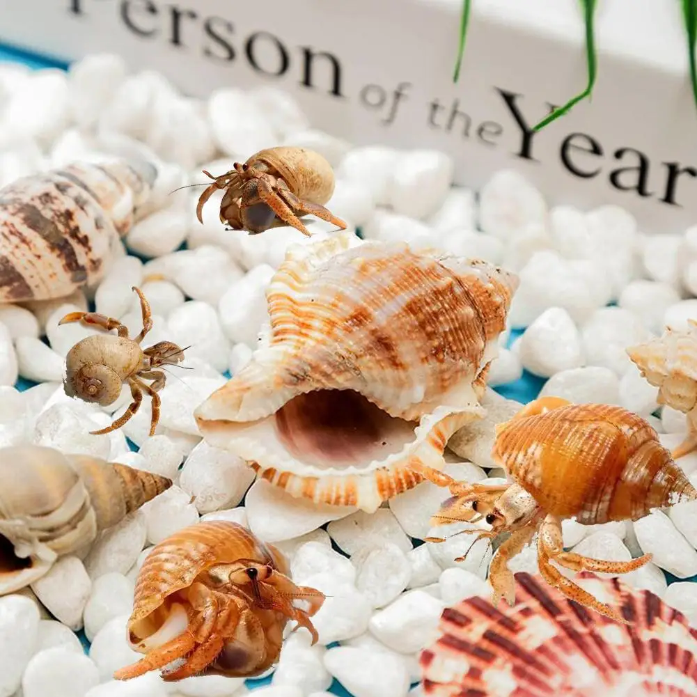 11pcs Hermit Crab Shells Medium Small Growth Turbo Seashells Sea Shell For Hermit Crabs Natural Shell Ornaments