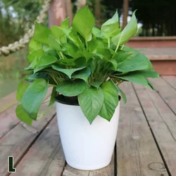 Elegant Self - Watering Planter with Automatic Water Absorption for Home and Garden Decor (L)