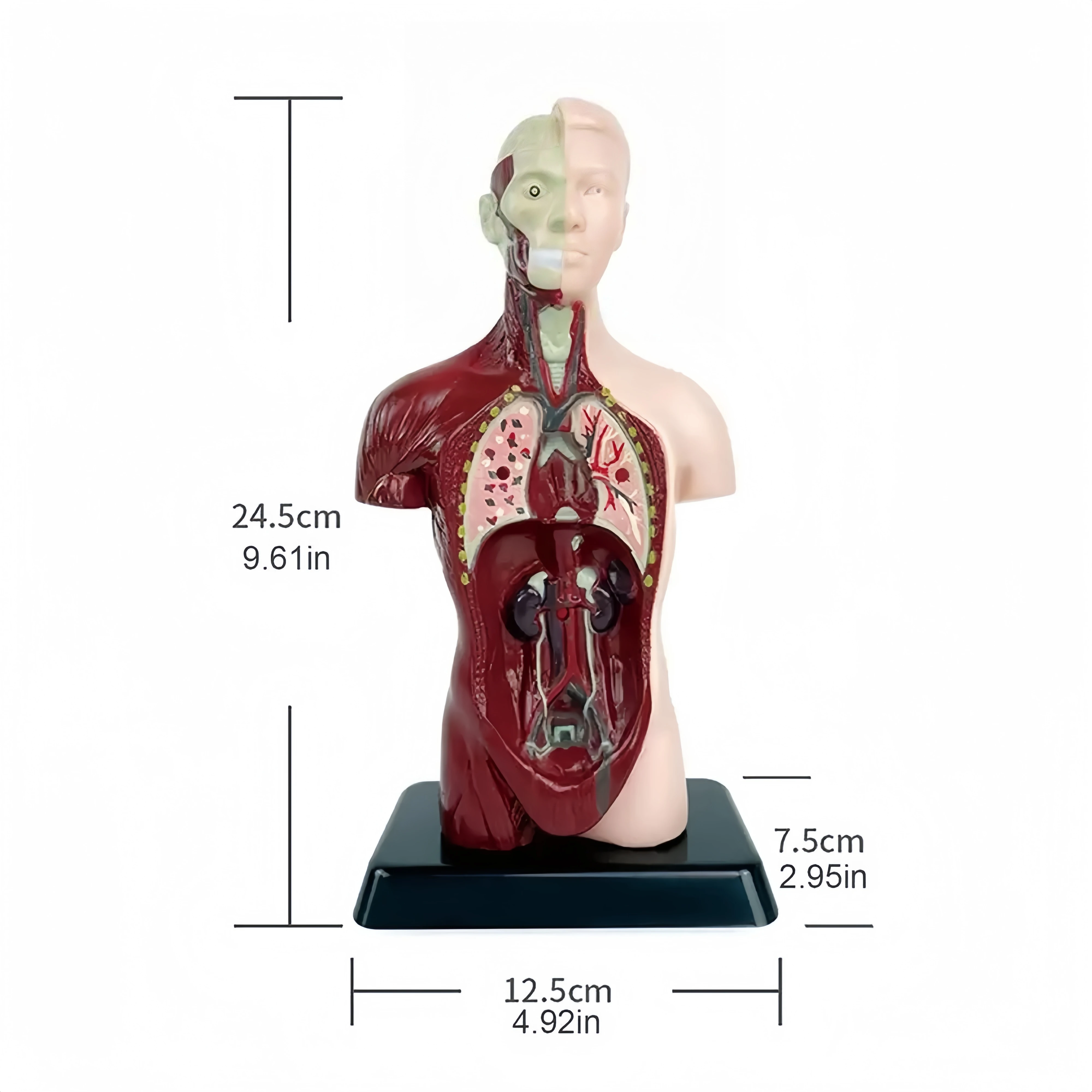 Human body kids education, DIY Mannequin 3D Human Body Model, Biology Educational Toys for children, one piece, Gift, Christmas 3