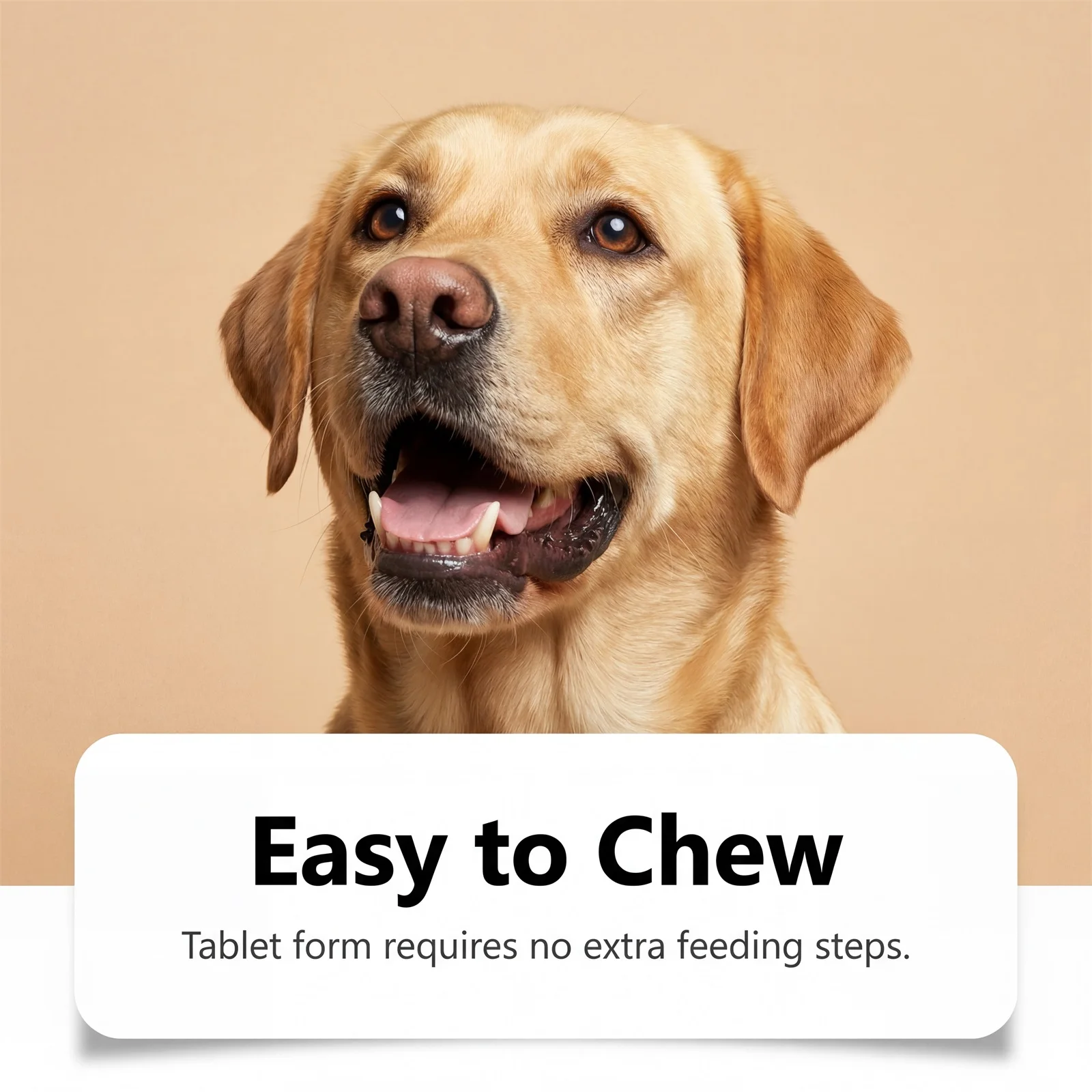 Natural Dog Digestive Support Probiotic Chews Chicken Flavored Supplement for Constipation Relief Puppy Stomach Care 200g