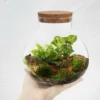 Desktop Micro-landscape Bottle Vase Empty DIY Cork Plant Terrarium Decorative Landscaping Container Glass Jar with Lid 2025 NEW 4