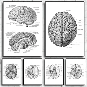 Dipinti su tela Struttura cerebrale anatomica Poster Arte da parete Anatomia antica medica Stampa Cardiologo Decorazione della clinica domestica