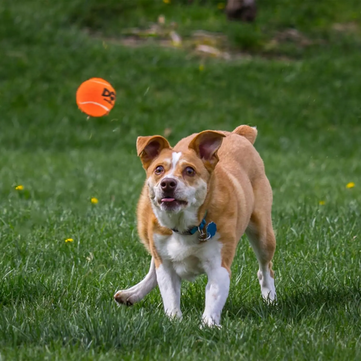 INSUM Tennis Balls for Dogs-Pet Safe Non-Toxic Industrial Strength Felt & Rubber for Exercise and Training 4 Pack 2.5" Orange