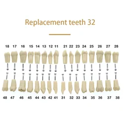 Dental Teaching Model with Soft Gum Resin for Dentist Practice and Demonstration (32 Teeth)