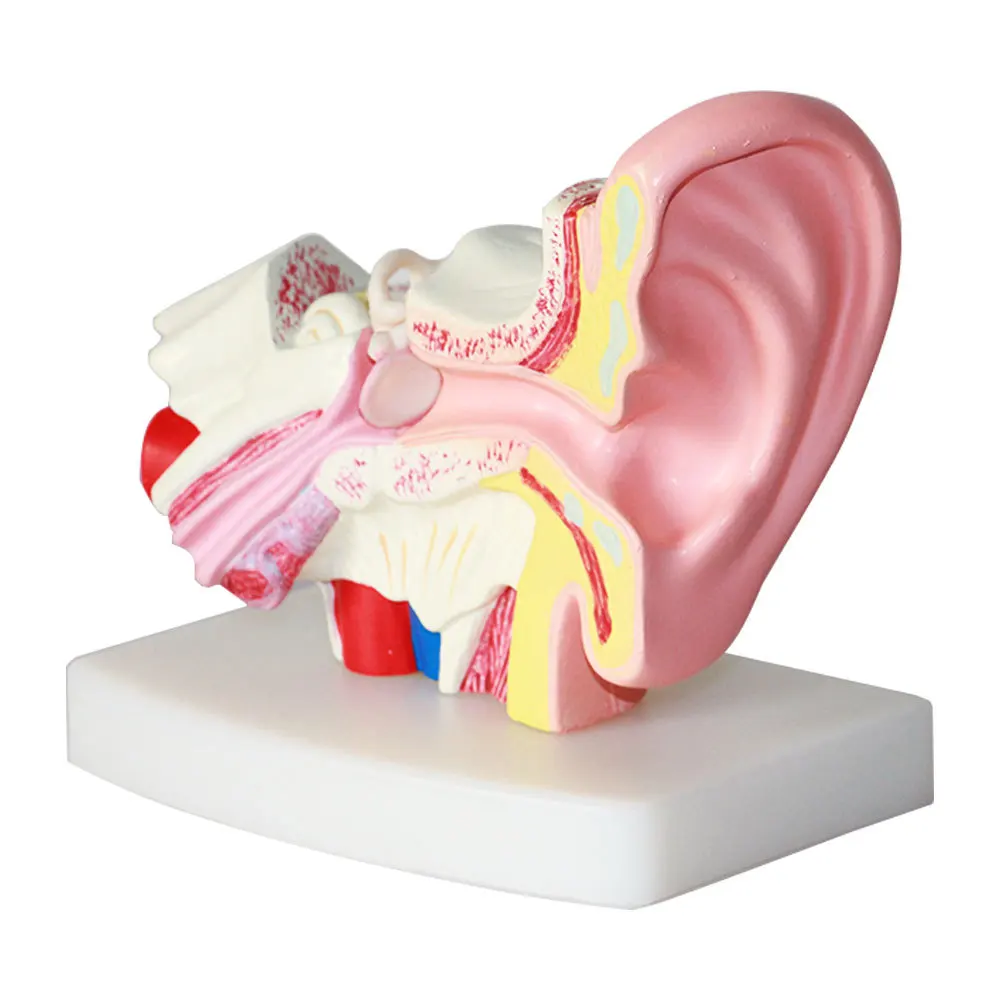 Table top ear anatomical model Human ear model 1.5x magnification Middle Organ anatomical demonstration