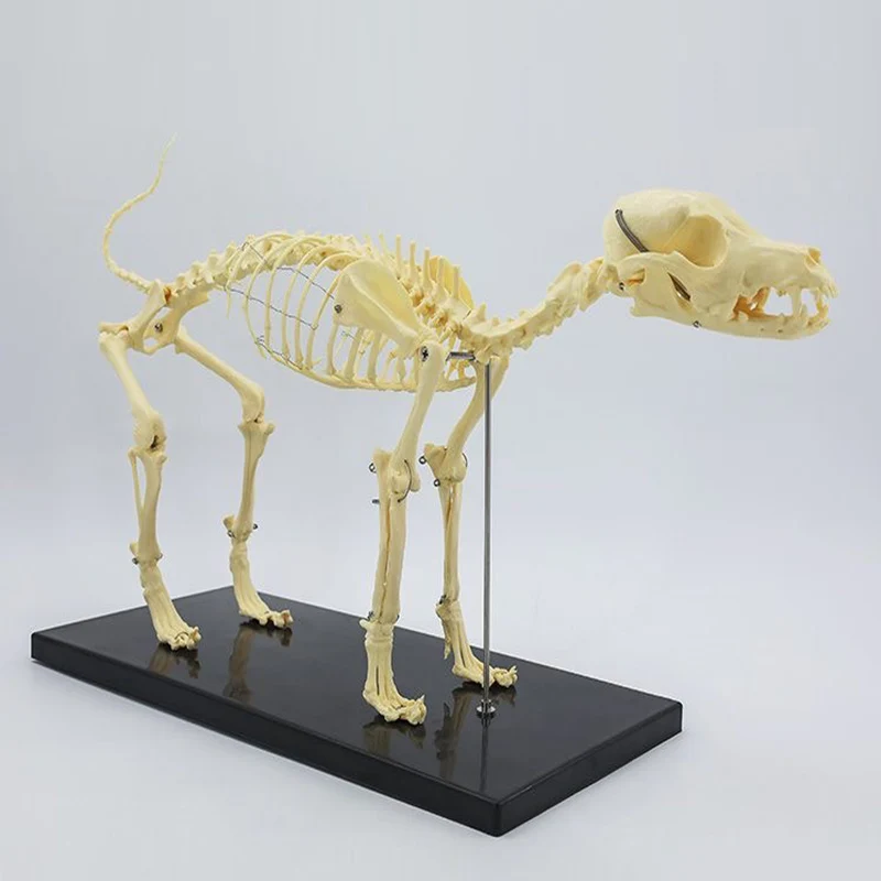 Small Size Dog Skeleton Anatomical Model Medical Science Education Bones Skeleton Specimen Model Teaching Leaning Study Tool