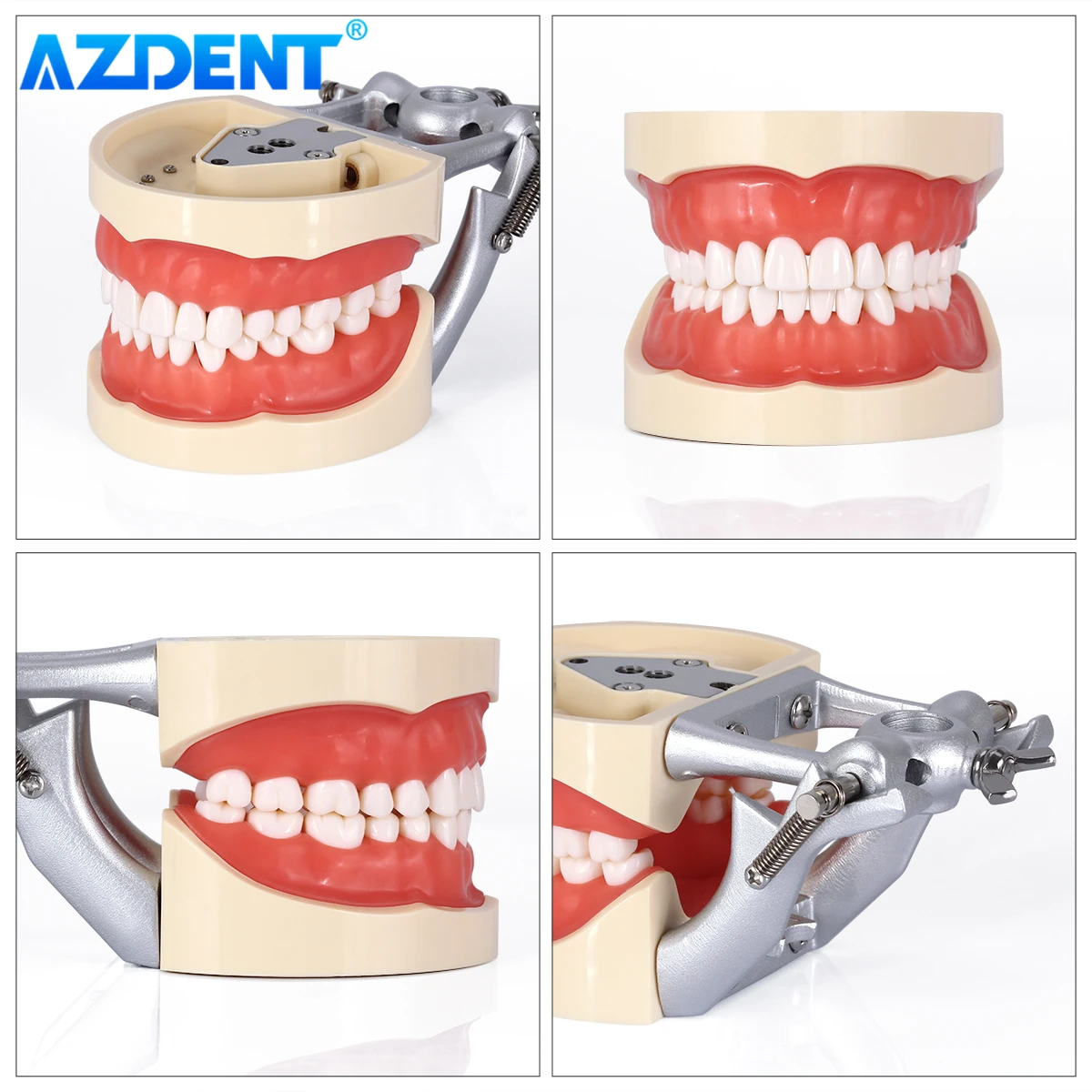 AZDENT 치과 치아 모델, 탈부착 치아 표준 연구, 교육 타이포돈트 데모 모델, 치과 클리닉 치과의사, 32 개