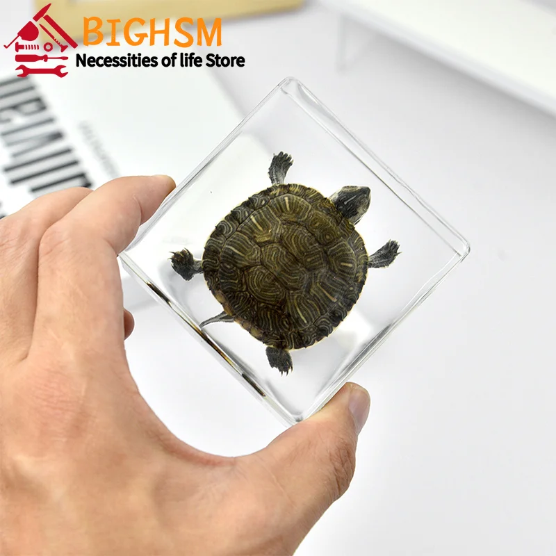 Octopus Tortoise Animal Specimen In Resin For Science Classroom Education ornament crafts resin ornaments resin crafts