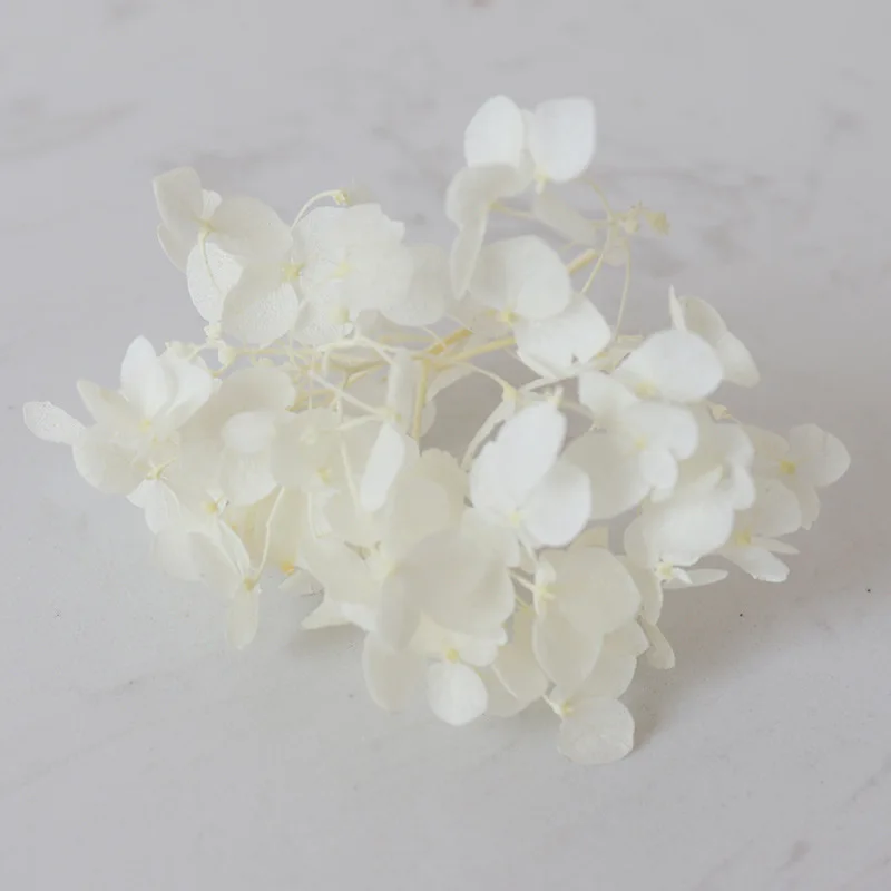 Dried Hydrangea Flowers Natural Confetti Hortensia Heads White