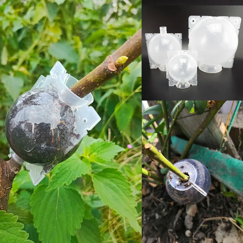 10/20 Plant Rooting Ball Grafting Root Growing Box tray Transparent Breeding seeding Graft Case Container Nursery cup Tools a1