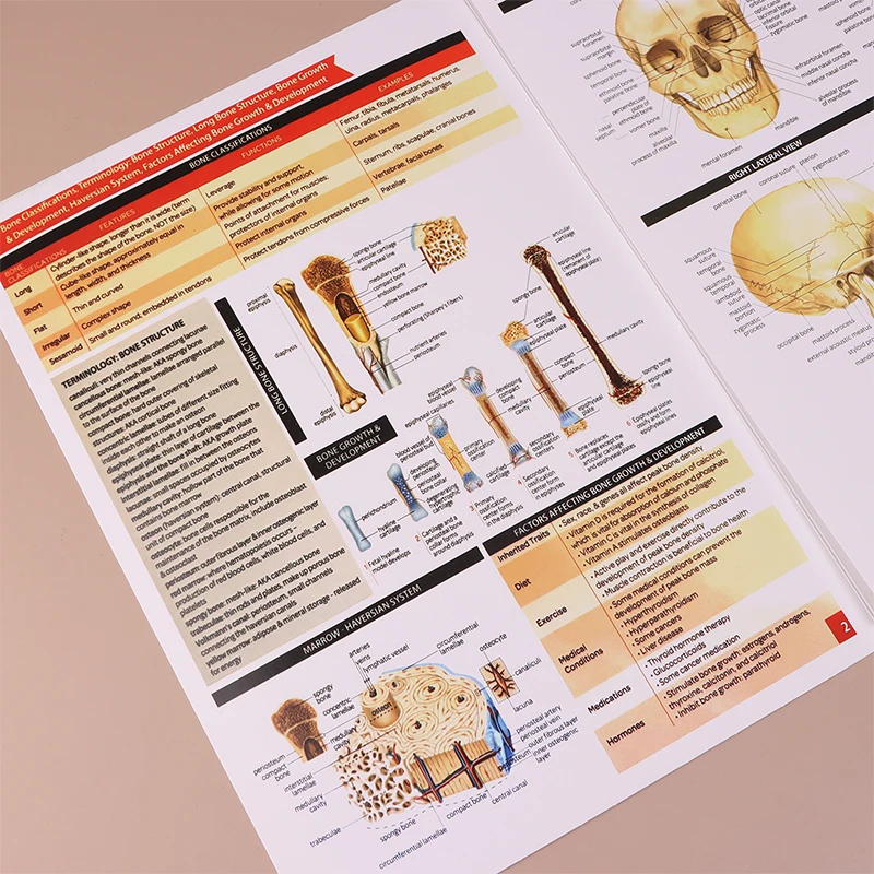 Anatomy & Physiology Guide Set 6
