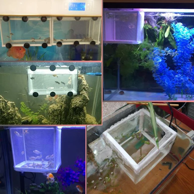 Marina 2-in-1 Hatchery Galleggiante - Nursery Per Avannotti In Acquario