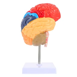 Modelo de cerebro falso humano medio cerebro modelo anatómico experimento modelo de cerebro