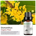 Osmanthus