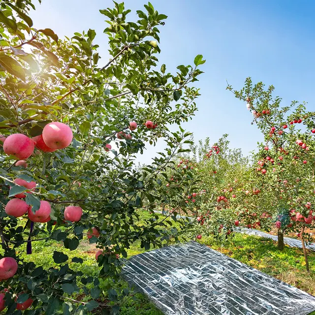 Ezüst Nagyon Fényvisszaverő Mylar Films 210X130Cm A Növekvő Sátor Szoba Kerti Üvegház Növekedés Növény Növekedése Elsősegély Takaró - Image 5