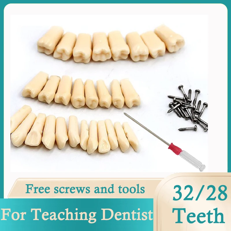 

28/32Pcs Dental Simulation Tooth Model Grain Resin Upper Lower Denture Full Mouth with Screws and Tools Set for Dentist Teaching