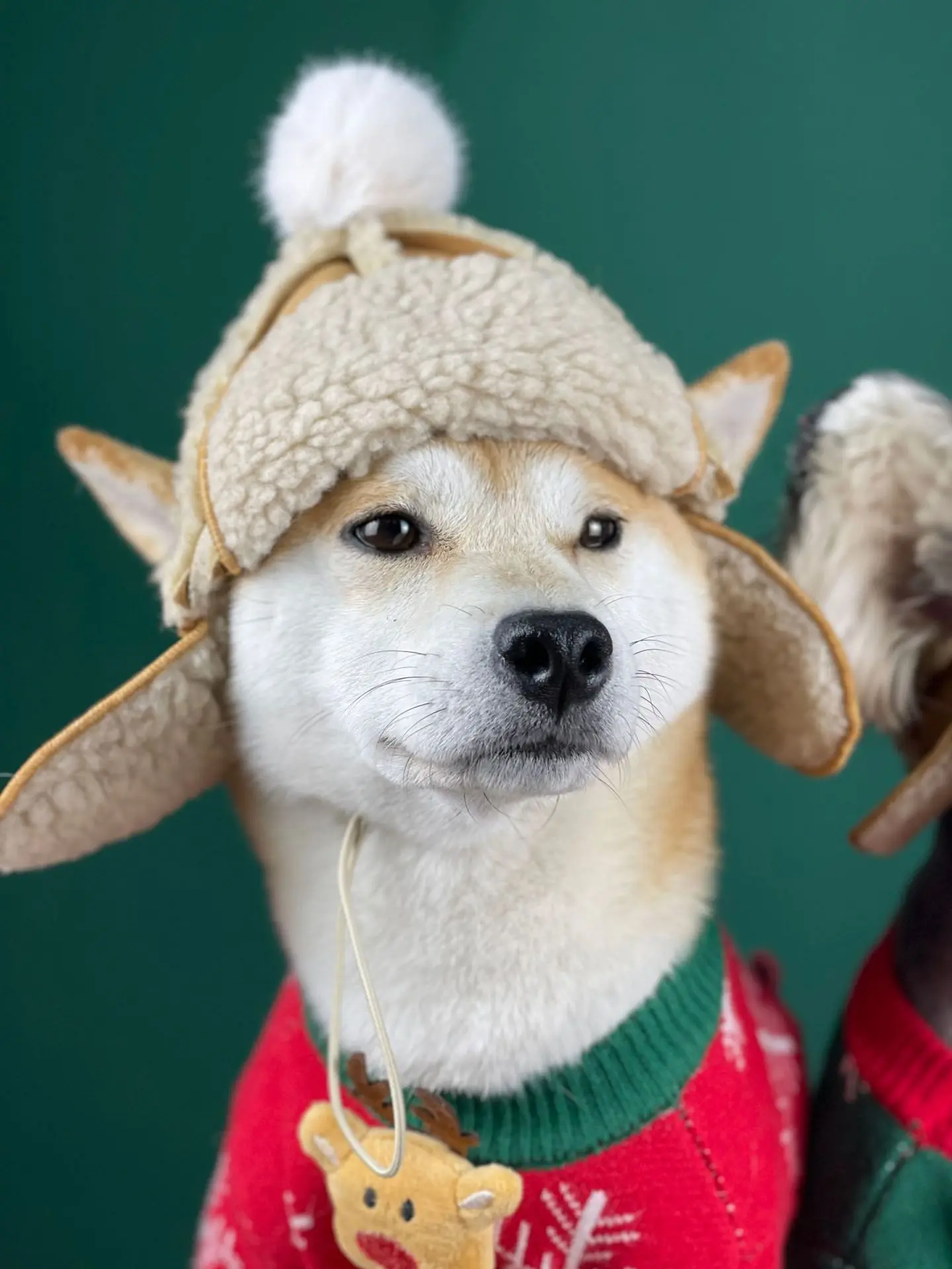Chapeau en Fourrure Luxueux pour Petits Chiens