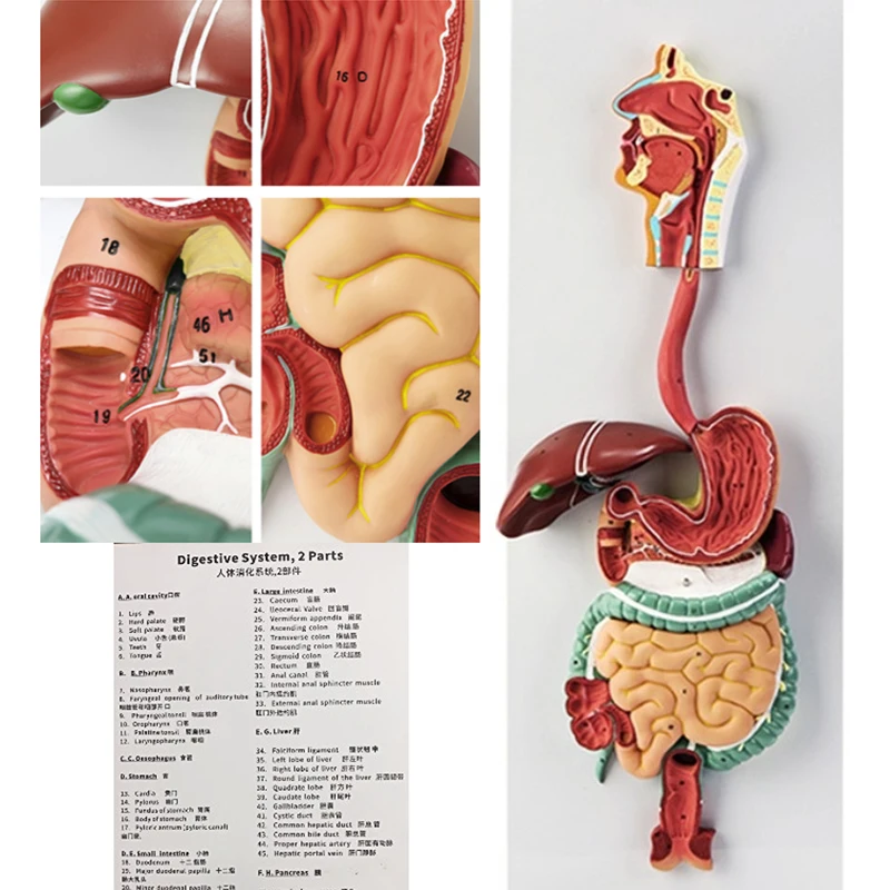 

Medical Human Digestive System Model Digestive Tract Gland Internal Medicine Anatomical Structure Organ Teaching AIDS