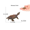 Matamata Turtle