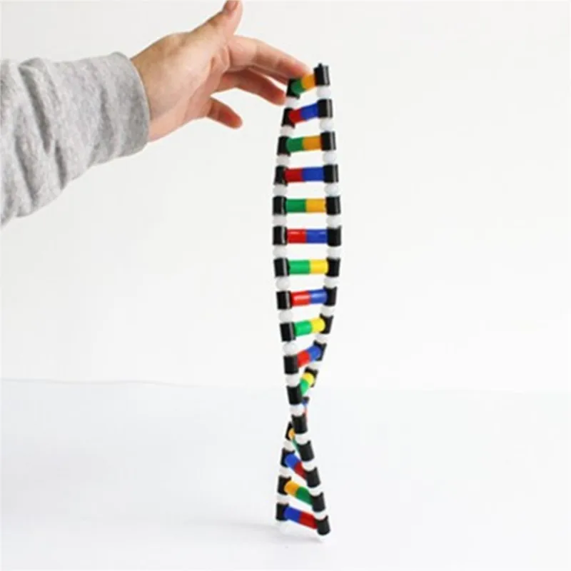 

DNA Double Helix Structure Model Education Equipment