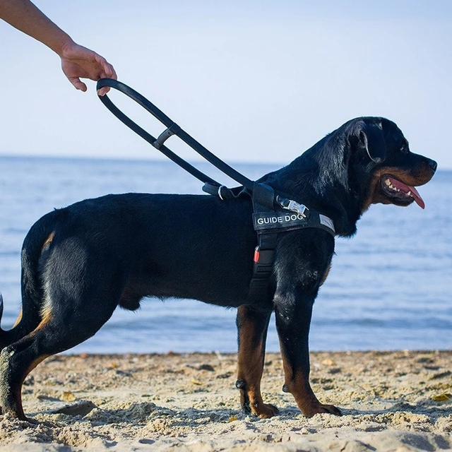 Laisse de Traction en Nylon pour chien, accessoire de transport