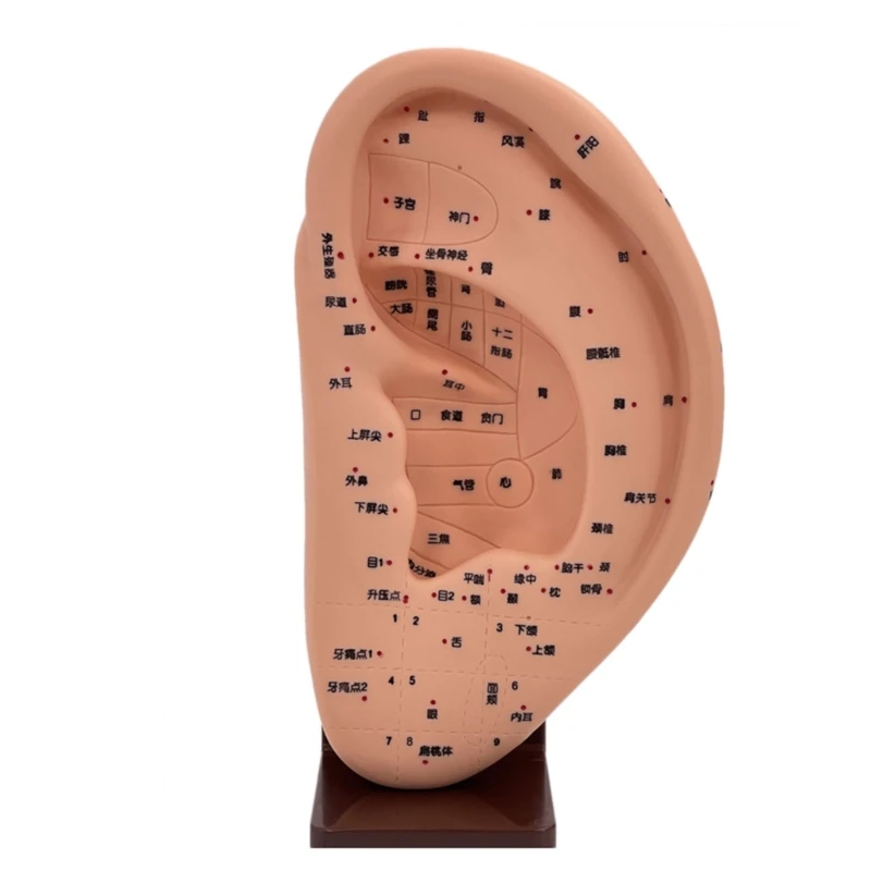 

YYDS Ear Massage Acupuncture Model PVC Ear Reflexology Acupoint Model Human Ear Acupuncture Model Ear Acupoint Model Medical