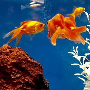 100 Spirulina Tablets for Aquarium Fish & Shrimp - Image 4