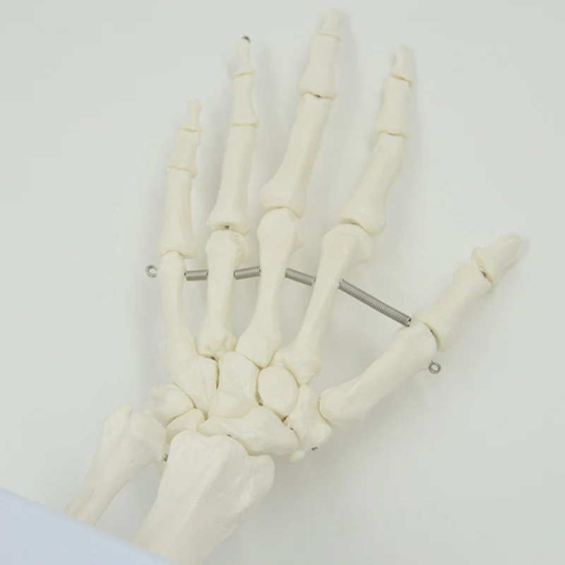 1:1 Size Human Hand Joint Model Hand Skeleton Bone Wrist Vola Palms Skeleton Model Medical Science Teaching Supplies