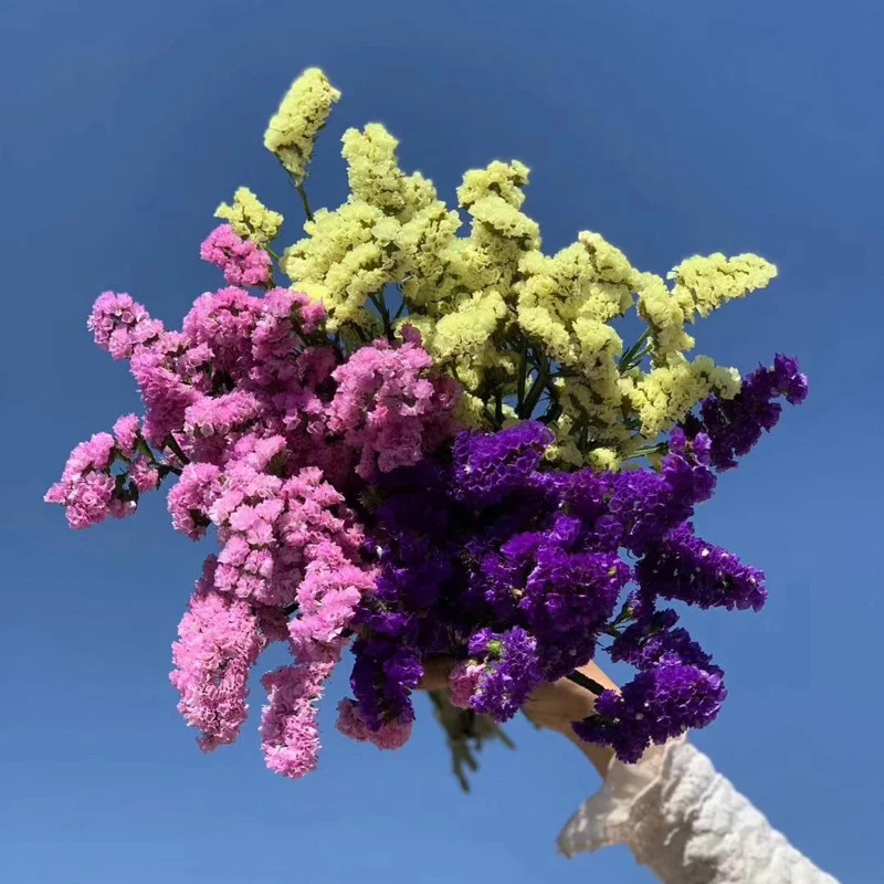 Ramo de flores secas de lavanda marina, estatice 100% natural, más de 100  ramas, flores blancas preservadas, paquete de lavanda seca de 12 pulgadas