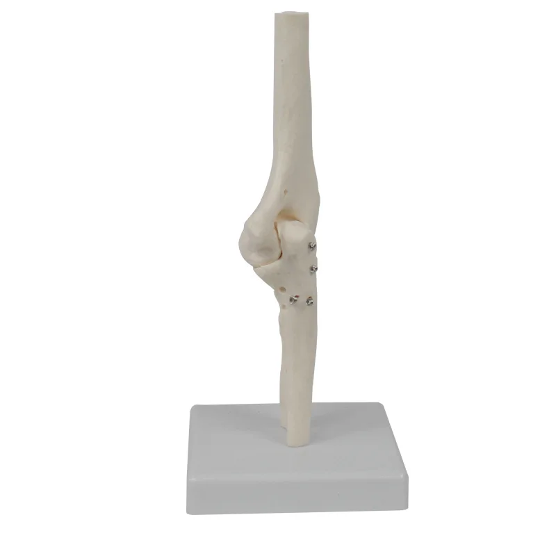 

Human Anatomical Elbow Joint Skeleton Model Medical Learning Aid Anatomy