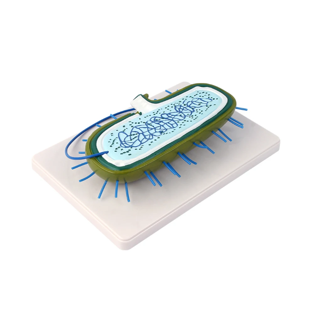 Bacterial model Nuclear model Chromosome biology Medical Science anatomy Teaching Teaching demonstration