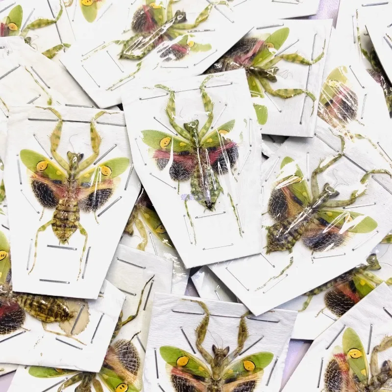 Creobroter Gemmatus Real Insect Mantis Specimens DIY Crafts Collection Exhibition Home Decoration Teaching Observation 3