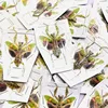 Creobroter Gemmatus Real Insect Mantis Specimens DIY Crafts Collection Exhibition Home Decoration Teaching Observation 3