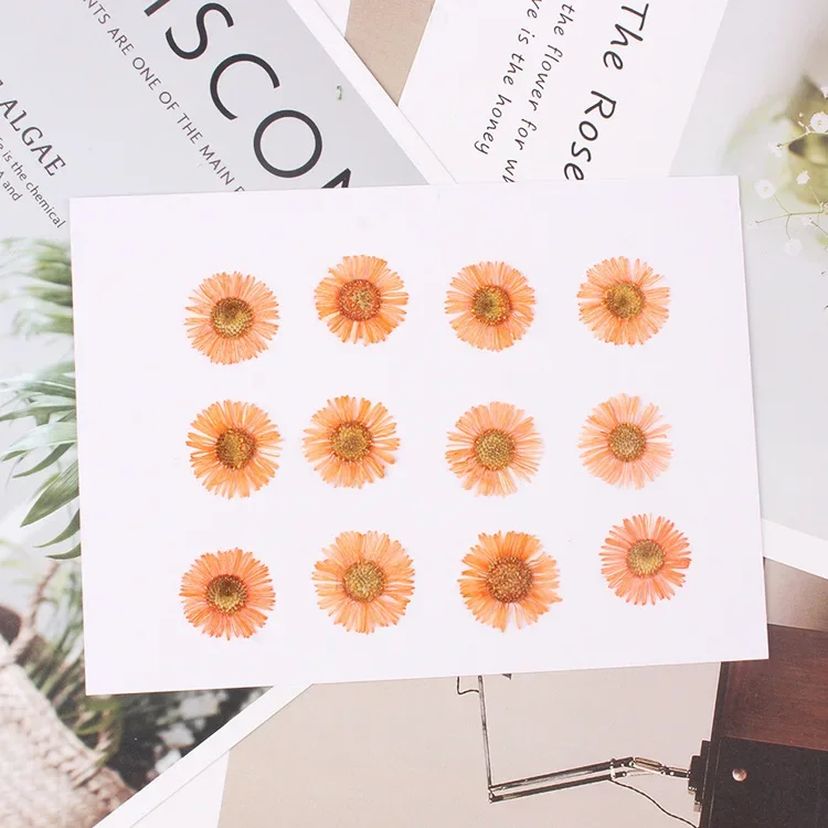 120 Stück gepresste getrocknete Conyza canadensis Füllblume für Epoxidharz, Schmuckherstellung, Postkartenrahmen, Handyhülle, Basteln, DIY – Detail 17