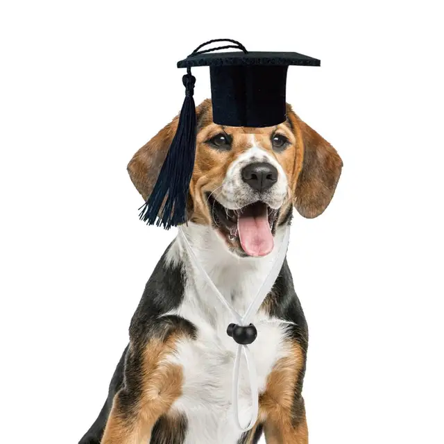 Pet Graduation - English Bulldog Wearing Graduate Costume' Photographic  Print - Willee Cole | Art.com